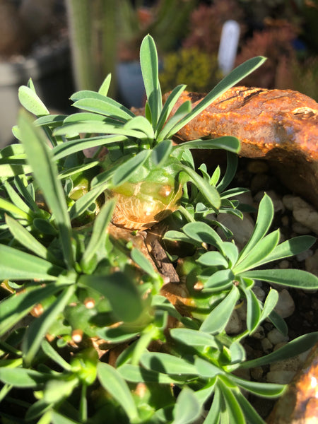 Euphorbia x japonica