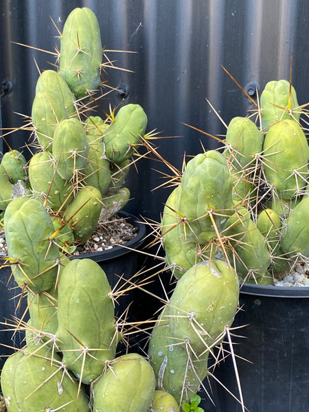 Trichocereus bridesii monstrose