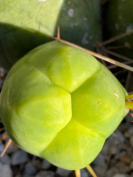 Trichocereus bridesii monstrose