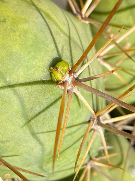 Trichocereus bridesii monstrose