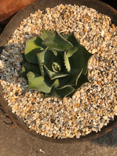 Agave