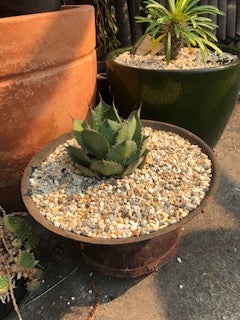 Agave