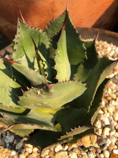 Agave